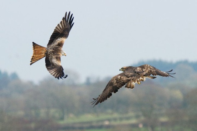 Red Kite Feeding Centre Crai